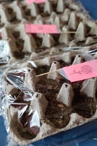 Egg Carton Mini Greenhouse | Frugal Fun Mom