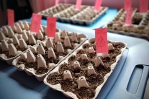 Egg Carton Greenhouse | Frugal Fun Mom